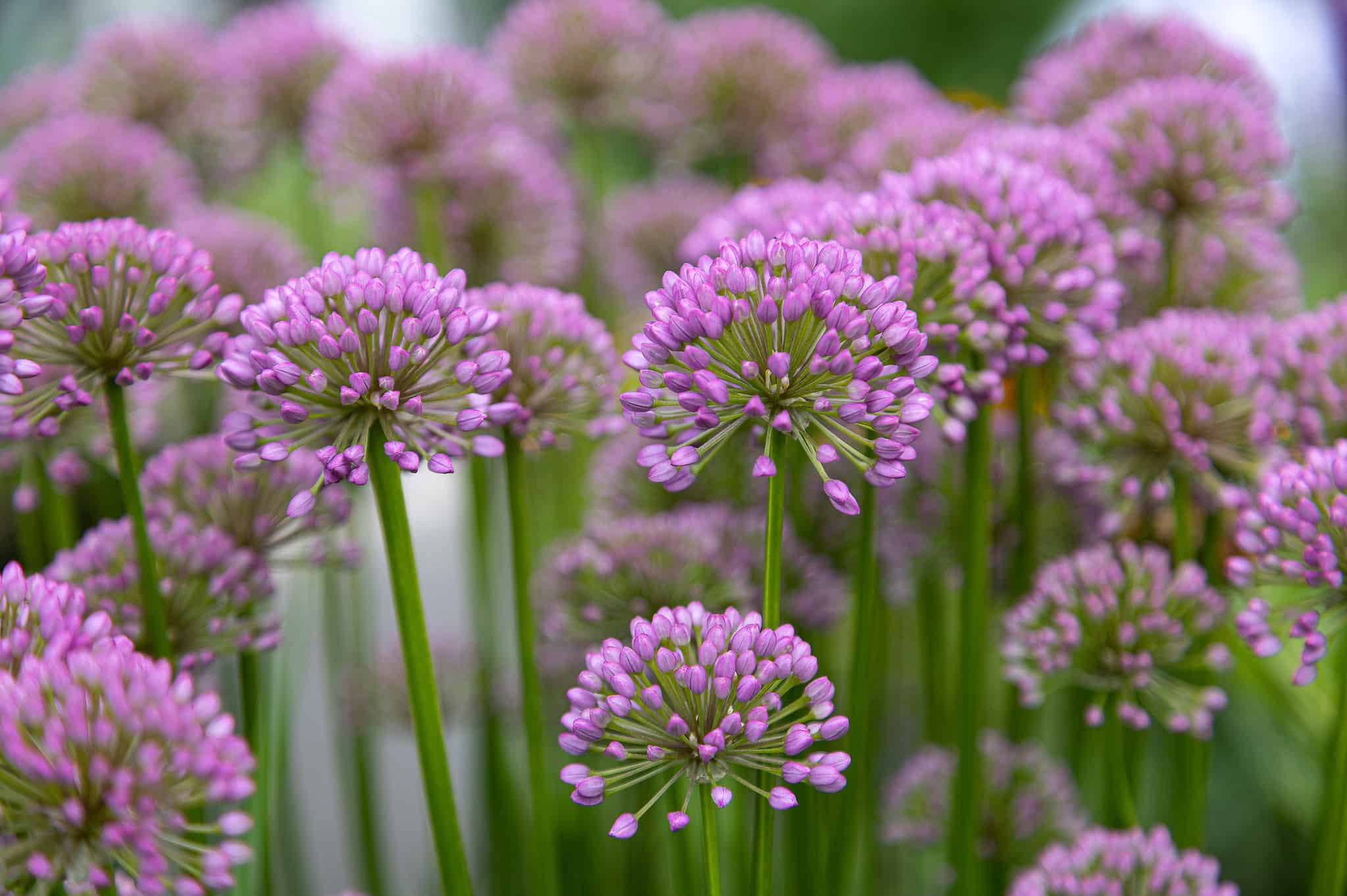 Allium Bulbs: Varieties, Propagation, and More