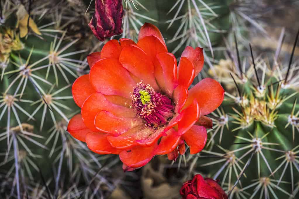 The claret cup cactus (Echinocereus triglochidiatus)