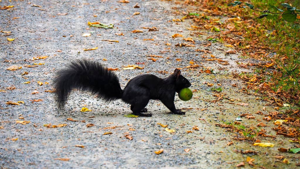 Squirrel, Animal Wildlife, Black Color, Crossing, Animal