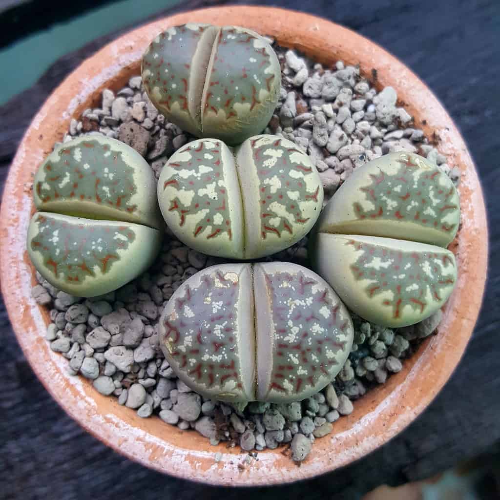 Lithops dorotheae living stone succulent