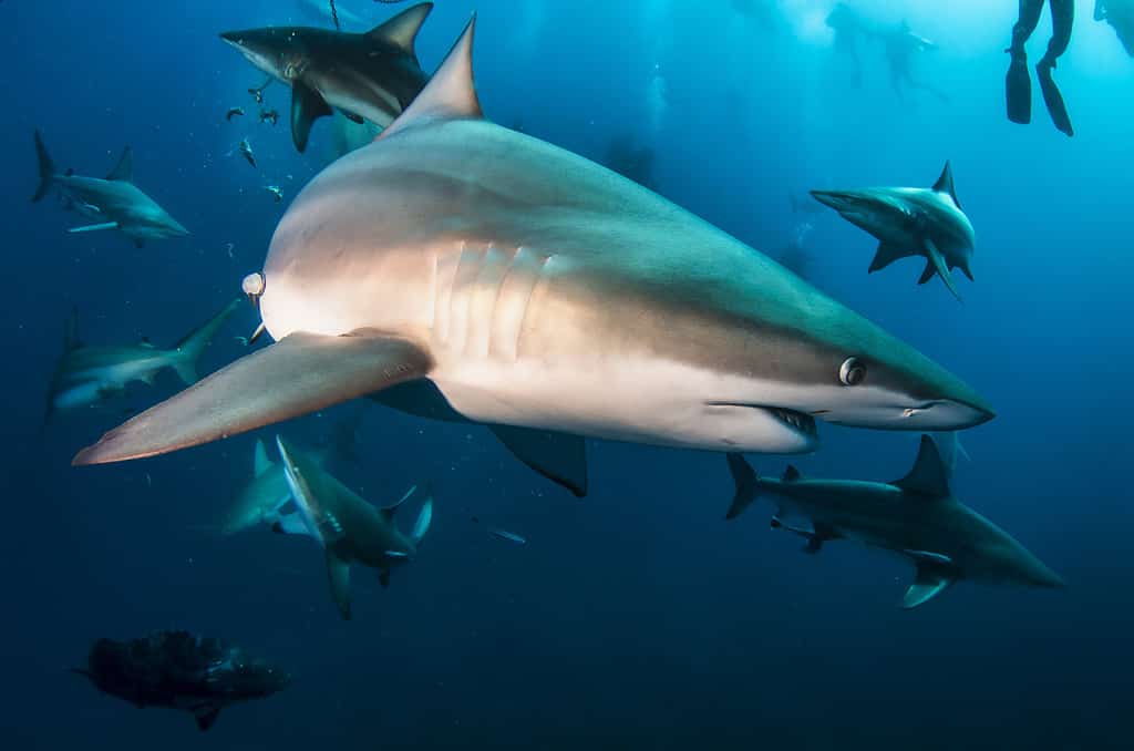 Blacktip ocean sharks