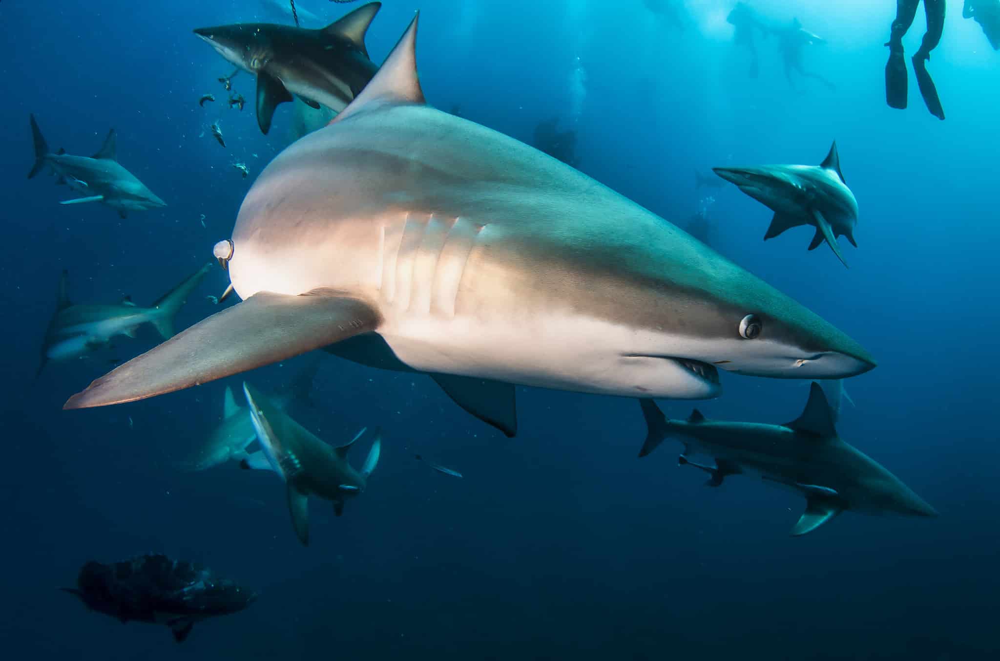 Do Sharks Have Ears? Can They Hear? - A-Z Animals