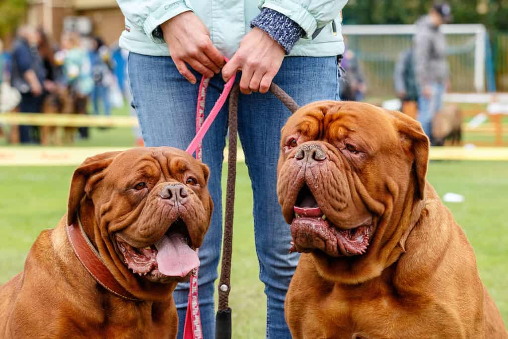 A pair of Dogue de Bordeaux with their owner. 