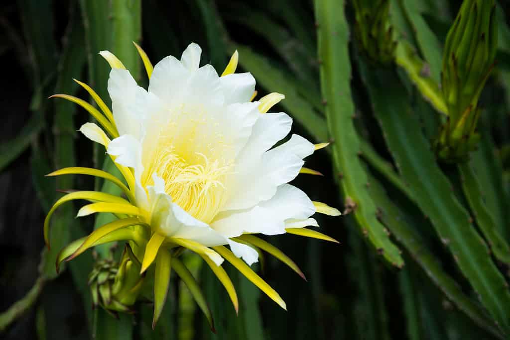 A closeup of the white and yellow flower of the dragon fruit cactus.