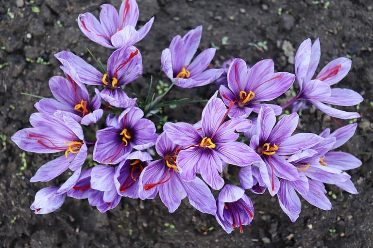 Organic Saffron Crocus Bulbs – 10x Crocus Sativus, Fall Planting, Non-GMO, Grown In USA, Zones 3-9