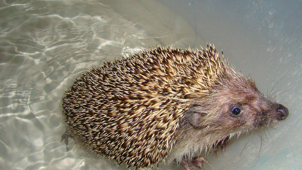 Hedgehogs Can't Swim: March 2022