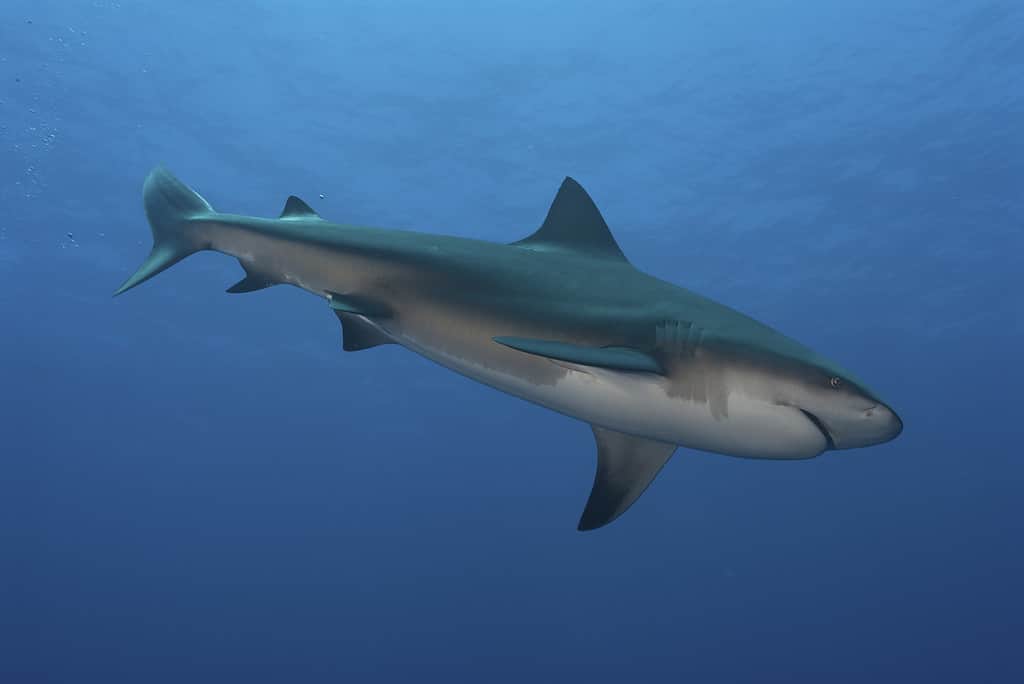 Bull shark