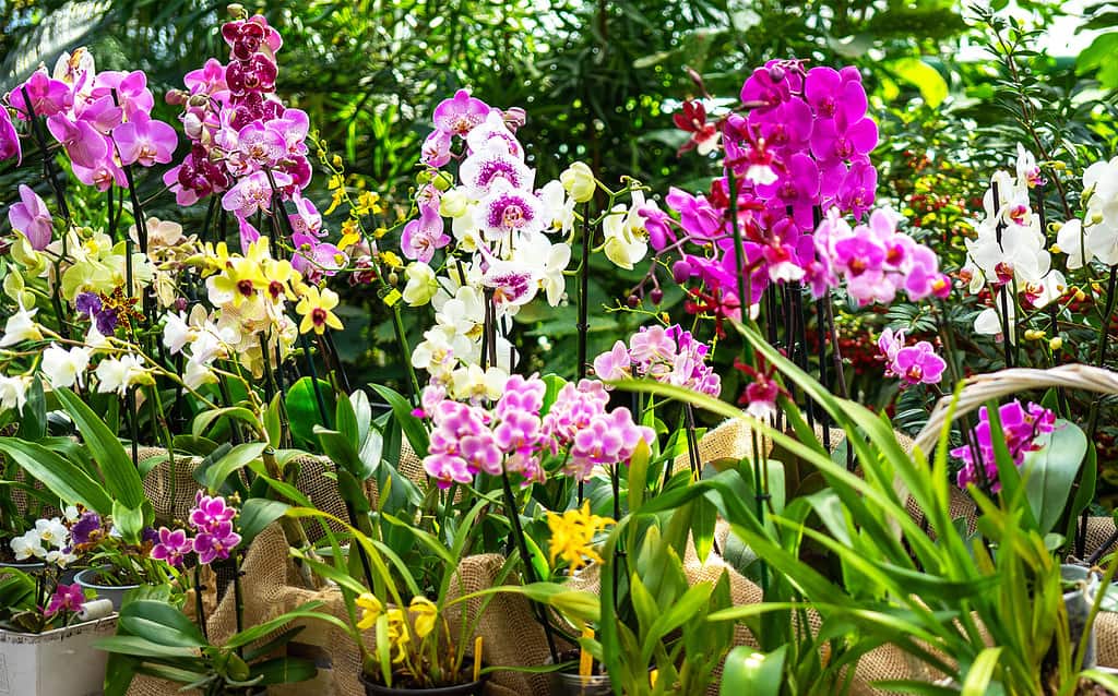 Kenya is home to hundreds of species of orchids, which is why the orchid is the national flower of Kenya.