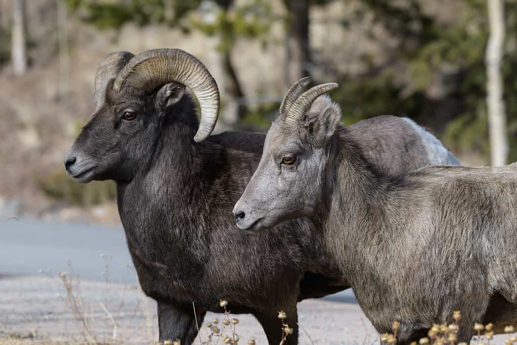Only male bighorn sheep have large, spiraling horns