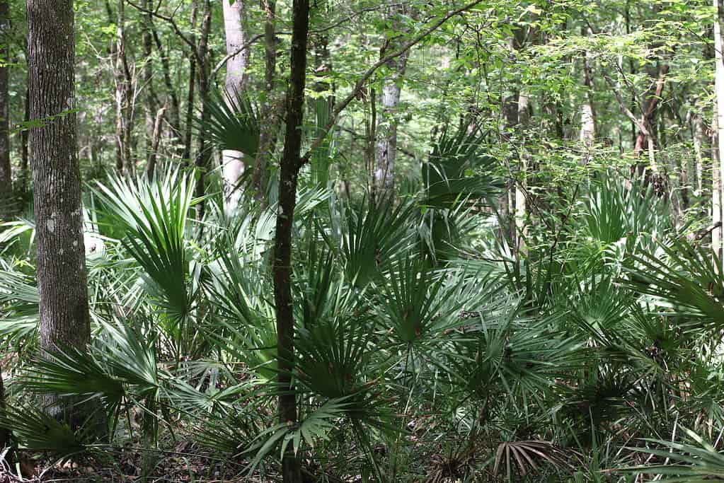 Palmetto or sabal minor, commonly known as the dwarf palmetto, is grouping in natural setting in Florida Park