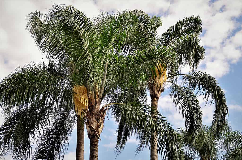 Syagrus romanzoffiana palm trees with flower