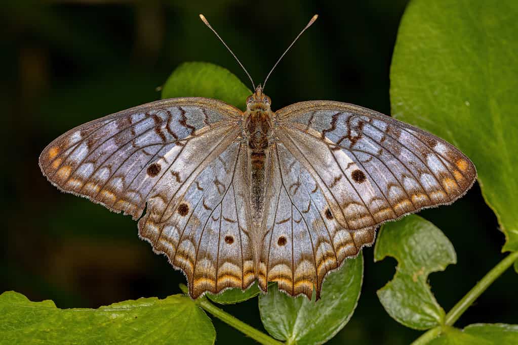 White peacock butterfly on a green leaf lives in Florida