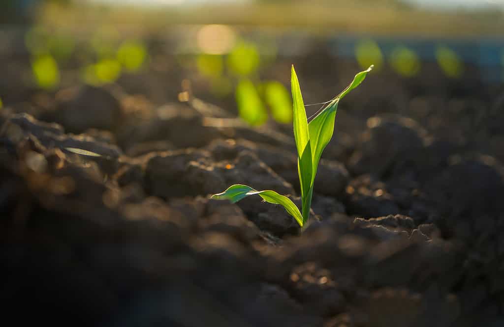 Corn seedling