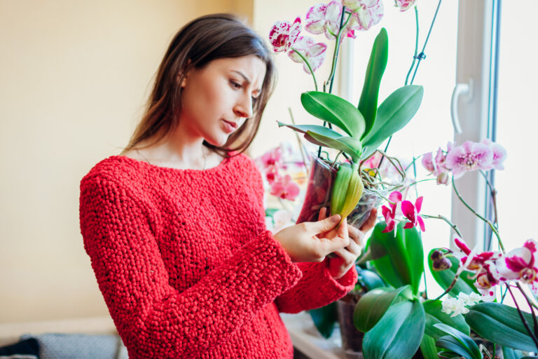 Examining yellowing orchid leaves