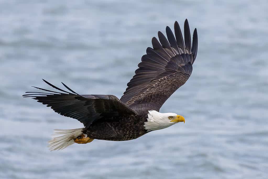 Bald eagles have large, sharp talons, which they use to catch large prey.