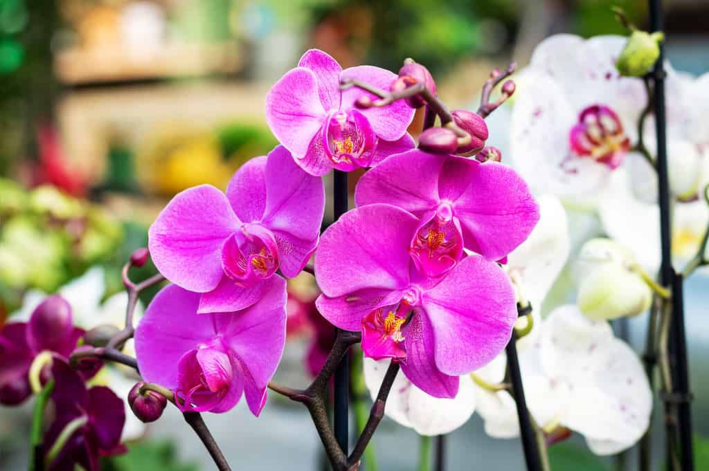 Orchid, Exhibition, Dendrobium, Traditional Festival, Plant