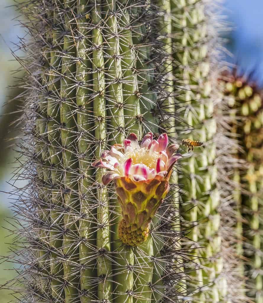 Organ Pipe Cactus AZ Animals