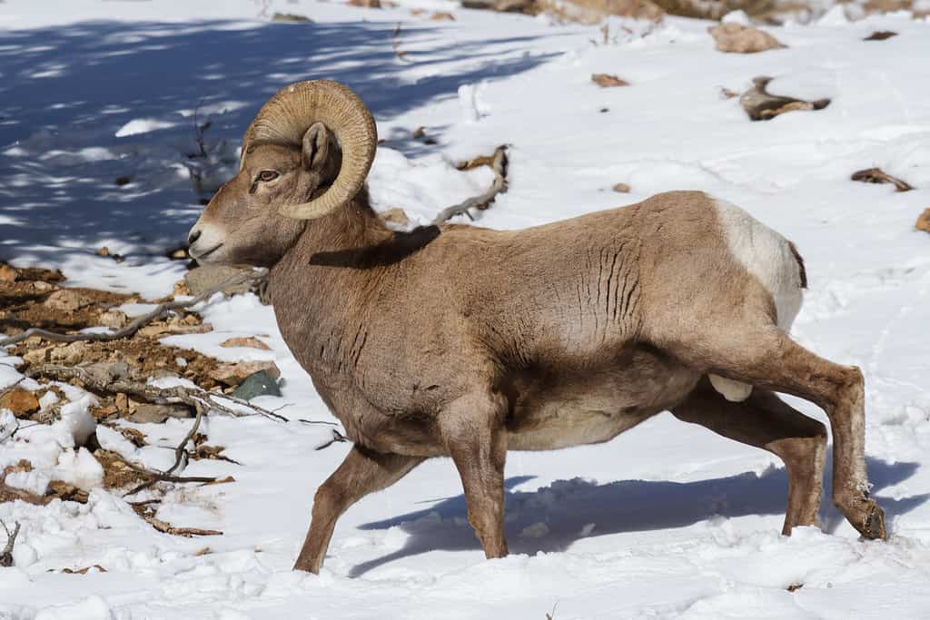 Wild Bighorn Sheep in the Rocky Mountains of Colorado.