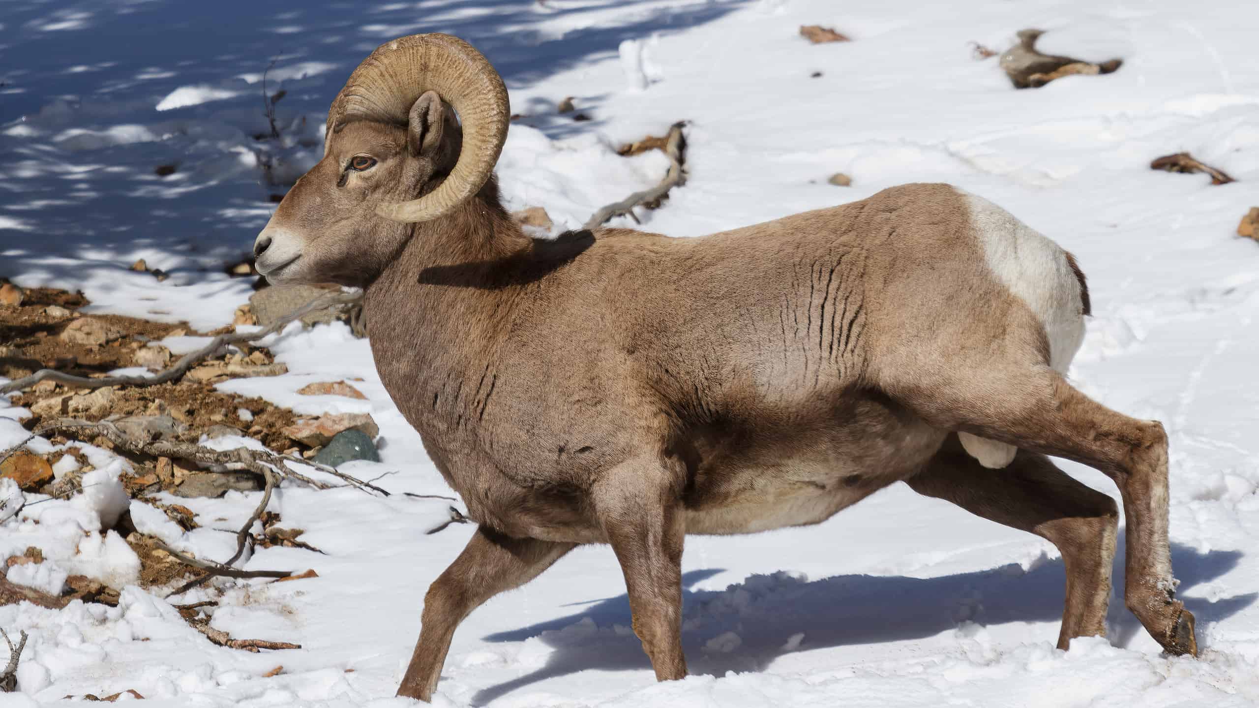 Wild Bighorn Sheep in the Rocky Mountains of Colorado.