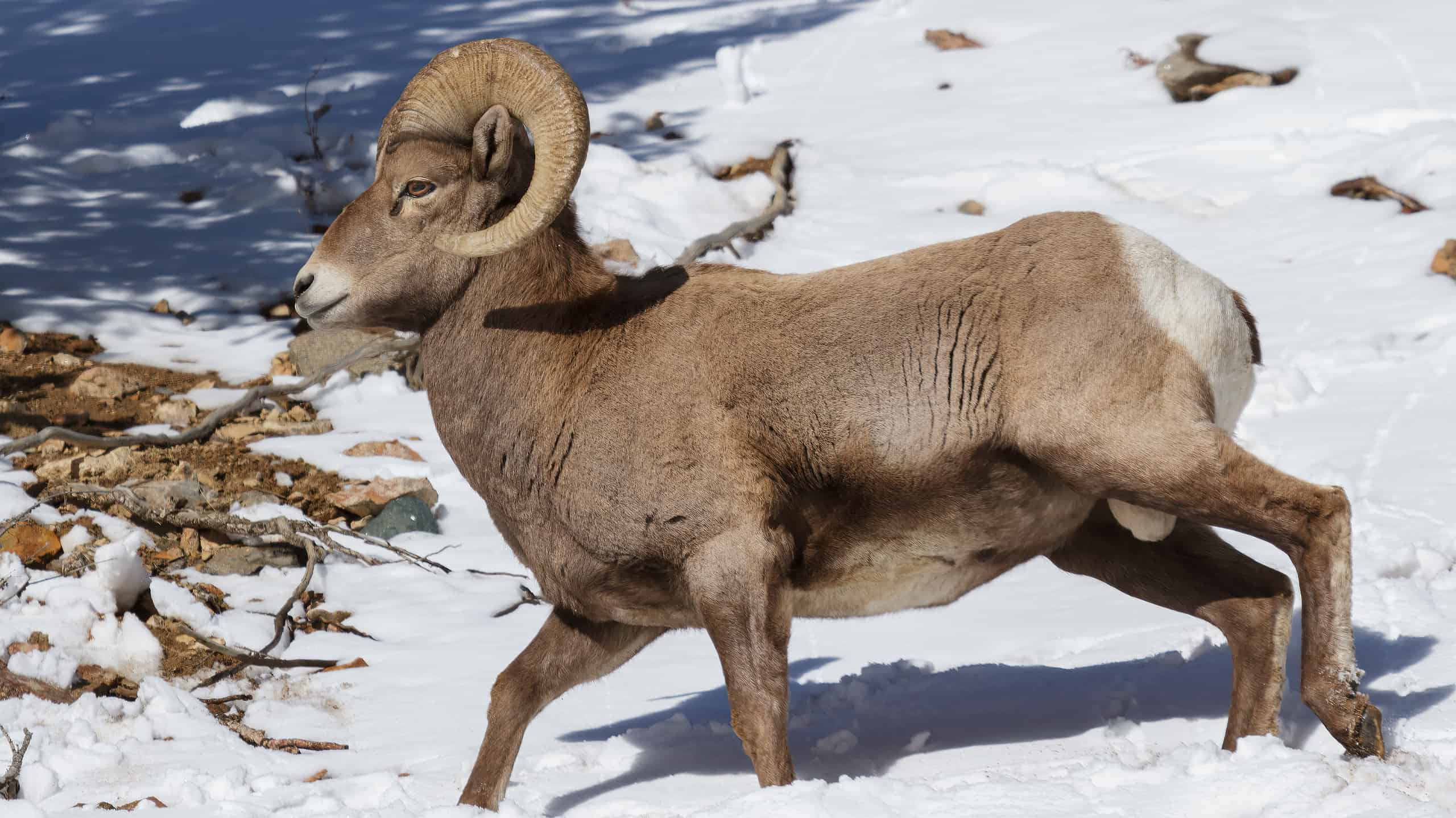 Bighorn Sheep Population How Many Roam The World A Z Animals