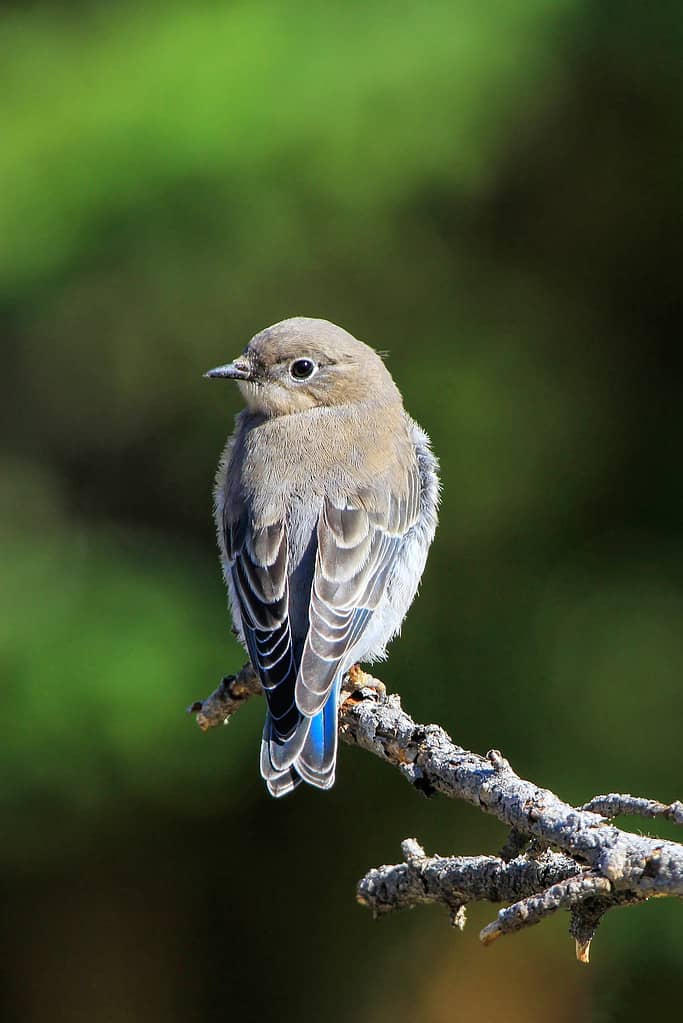 Female mountain bluebird (Sialia currucoides) sitting on a stick