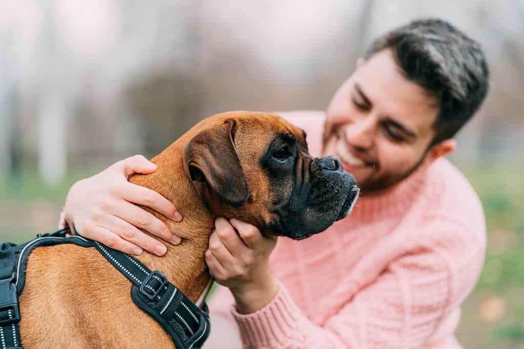 Boxer dog breed with owner.