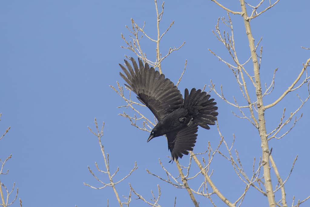 American crows are very smart