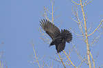 American crow (Corvus brachyrhynchos) flying in winter.