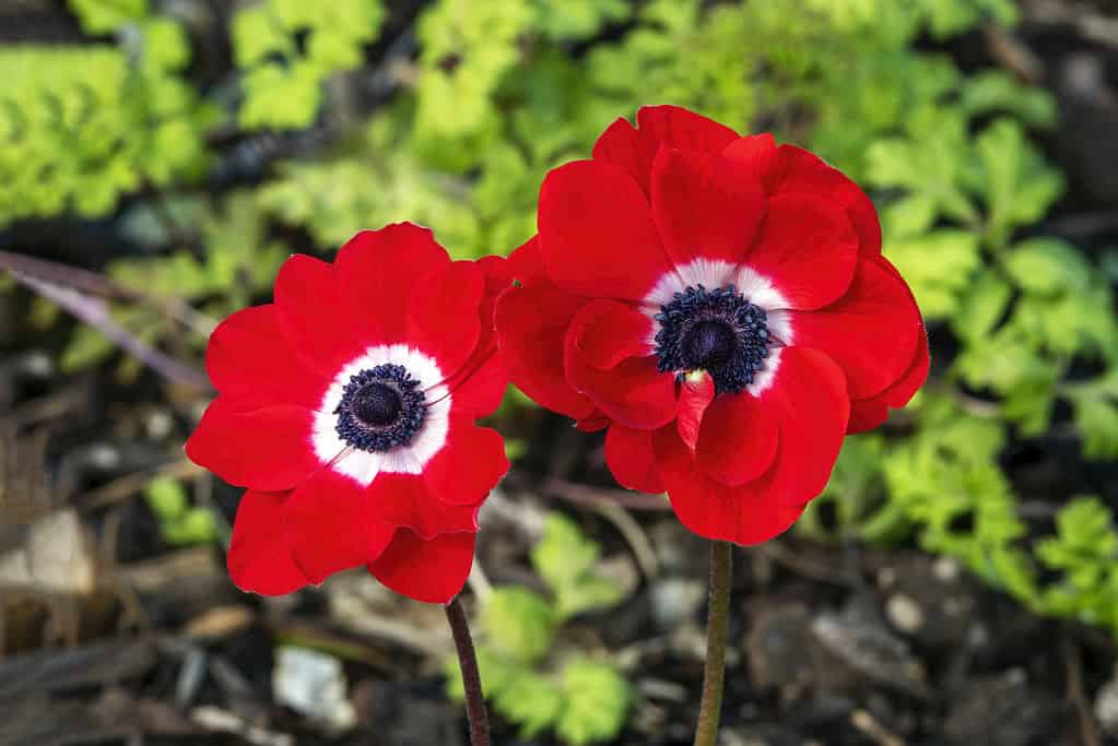 Anemone coronaria