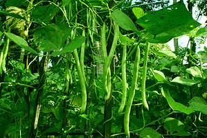 How To Grow Beans: Your Complete Guide Picture