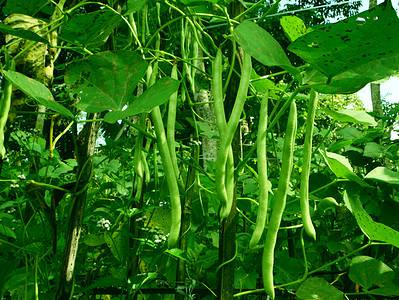A How To Grow Beans: Your Complete Guide
