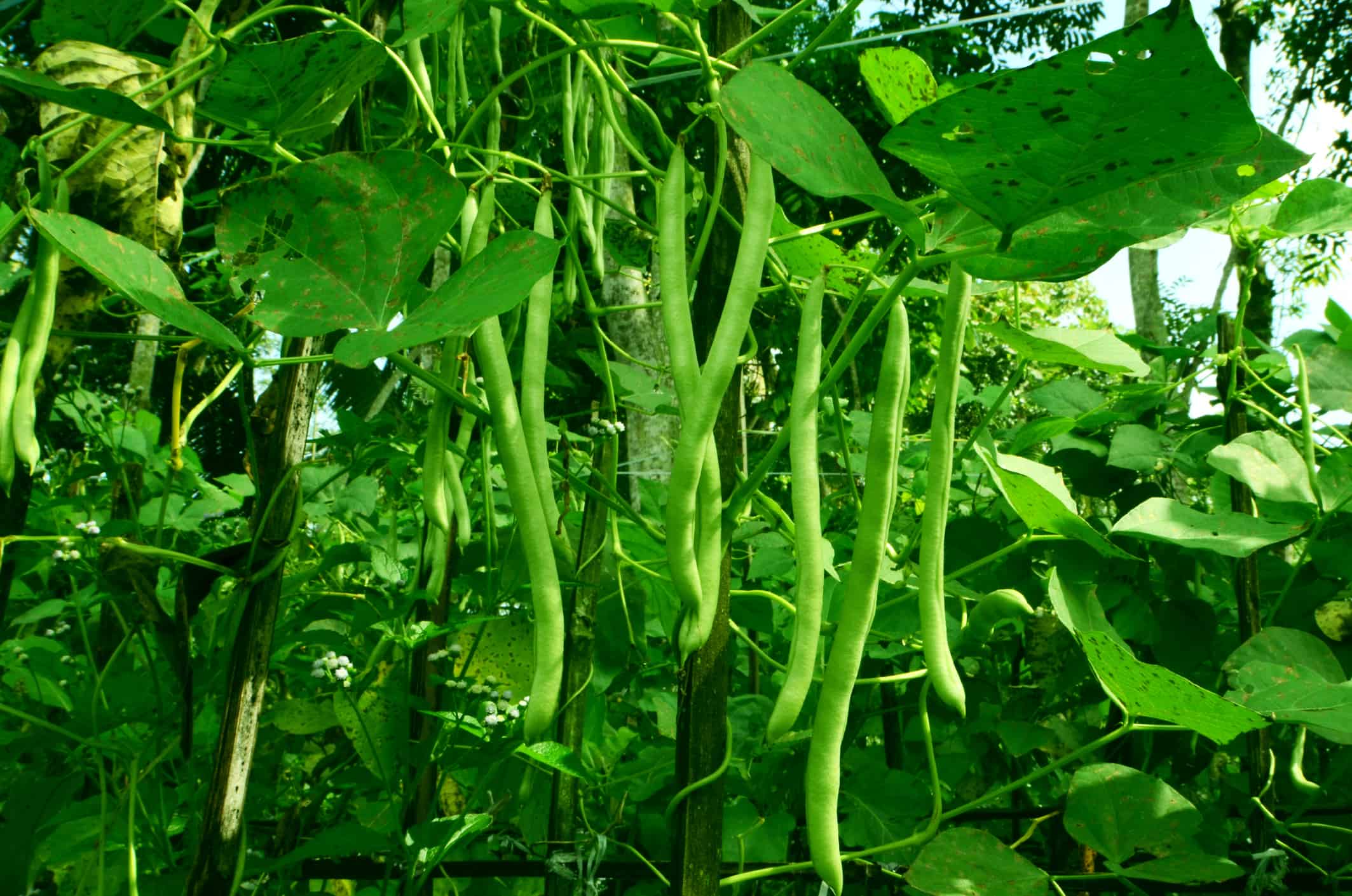Field Green Bean Plants