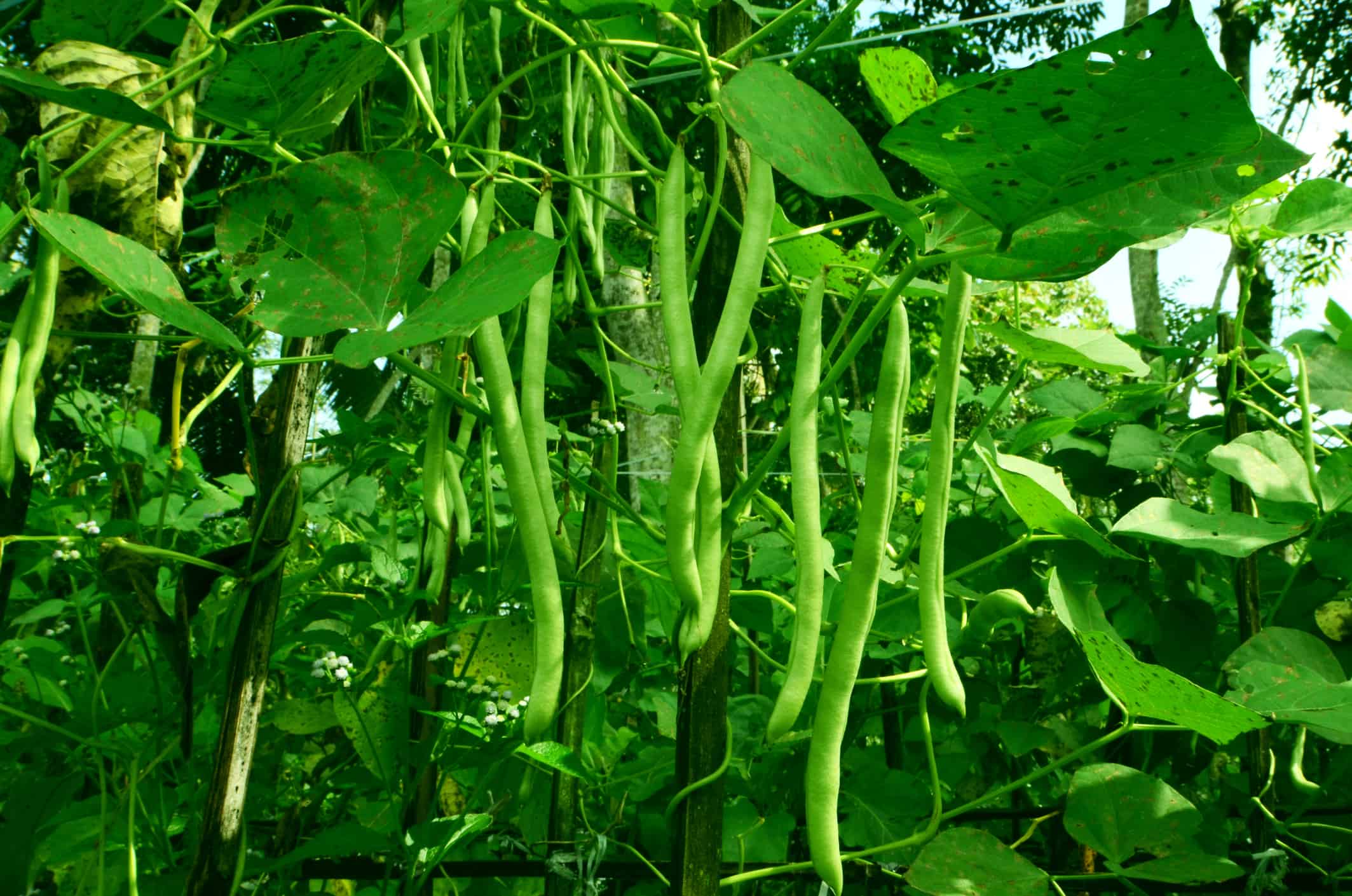 How To Grow Beans Your Complete Guide AZ Animals