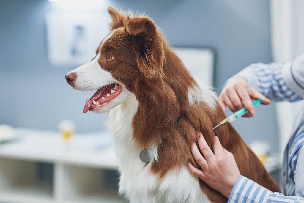 Dog getting vaccination