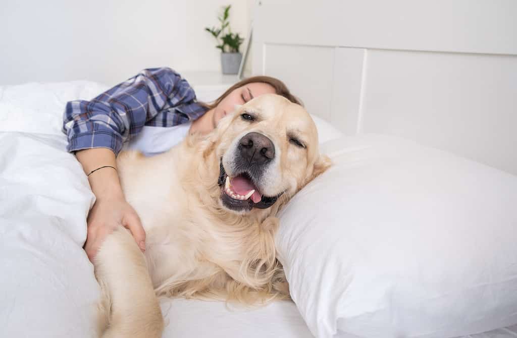 Cuddling with a golden retriever