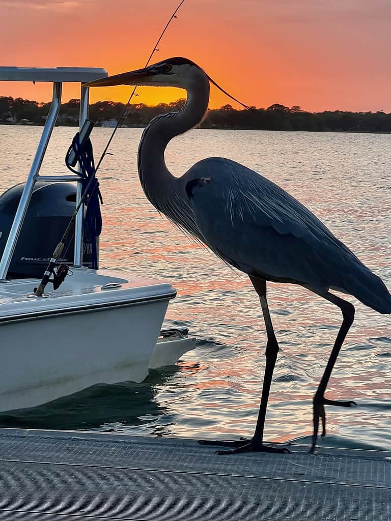 Blue Heron Hilton head Island Sunset