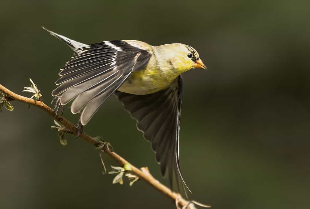 American goldfinch in flight. This bird is the official state animal of Iowa.