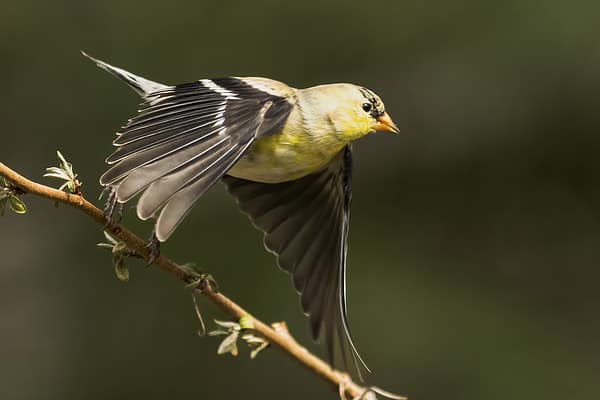 A male American Goldfinch takes flight from a perch.