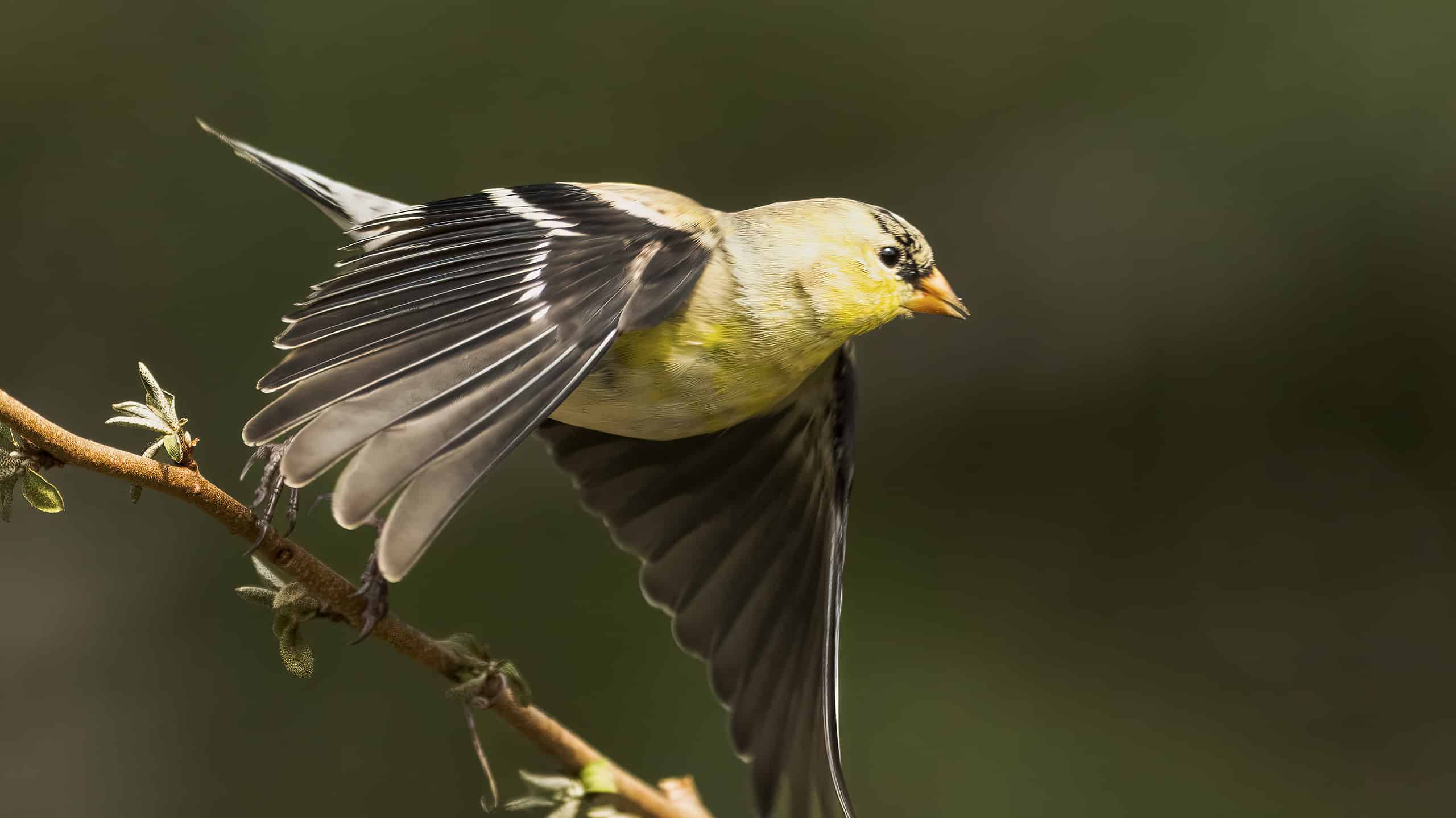 American goldfinch in flight. This bird is the official state animal of Iowa.