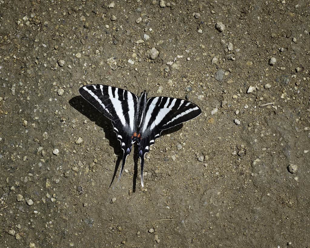 Zebra Swallowtail butterflies can be found in Florida