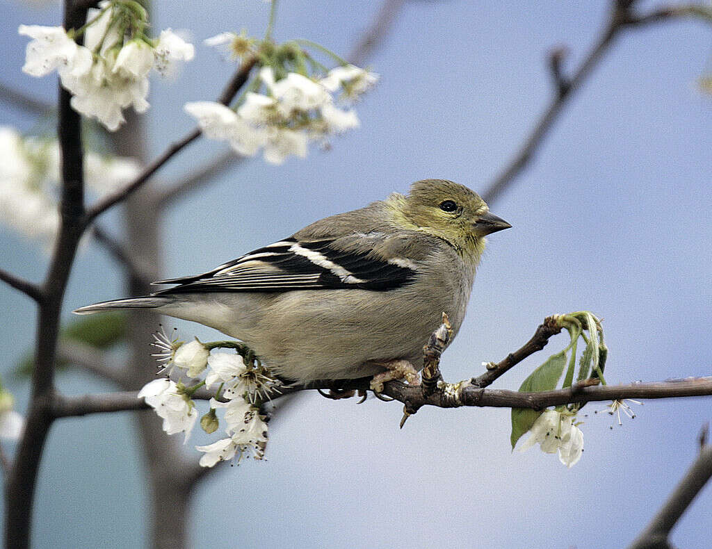 Adult males in spring and early summer are bright yellow with black forehead, black wings with markings, and white patches both above and beneath the tail. Adult females are duller yellow beneath, olive above. Winter birds are drab, unstreaked brown, with blackish wins and two pale wing bars.