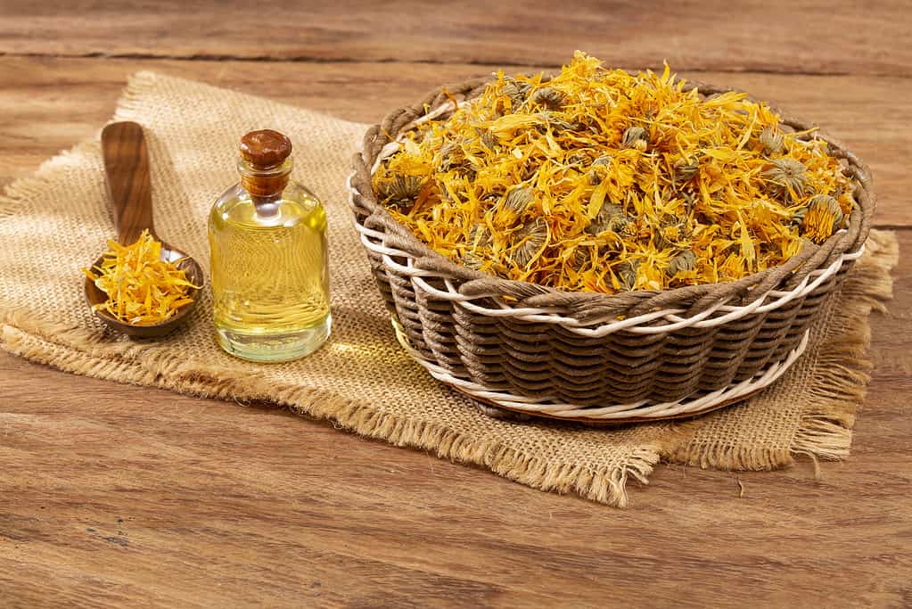 A bowl of harvested Calendula officinalis or calendula or pot marigold, next to a bottle of calendula oil.
