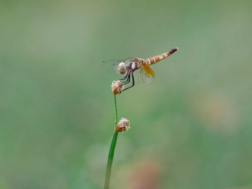 scarlet dwarf dragonfly