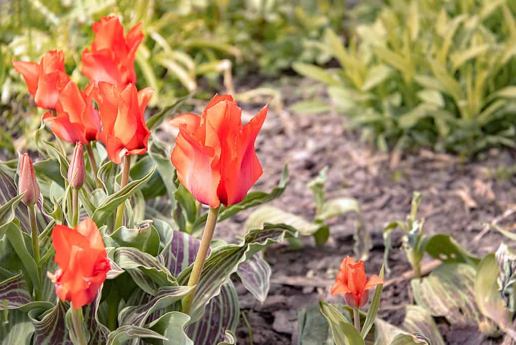 Tulipa greigii ‘Red Riding Hood’