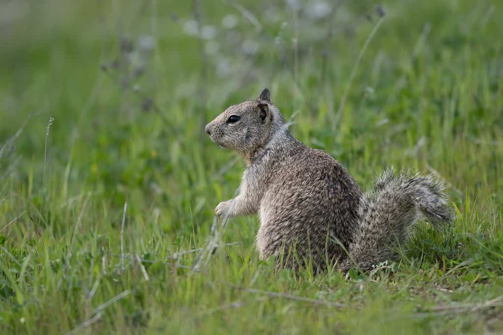 California ground squirrels use a rattlesnake paste to disguise its scent