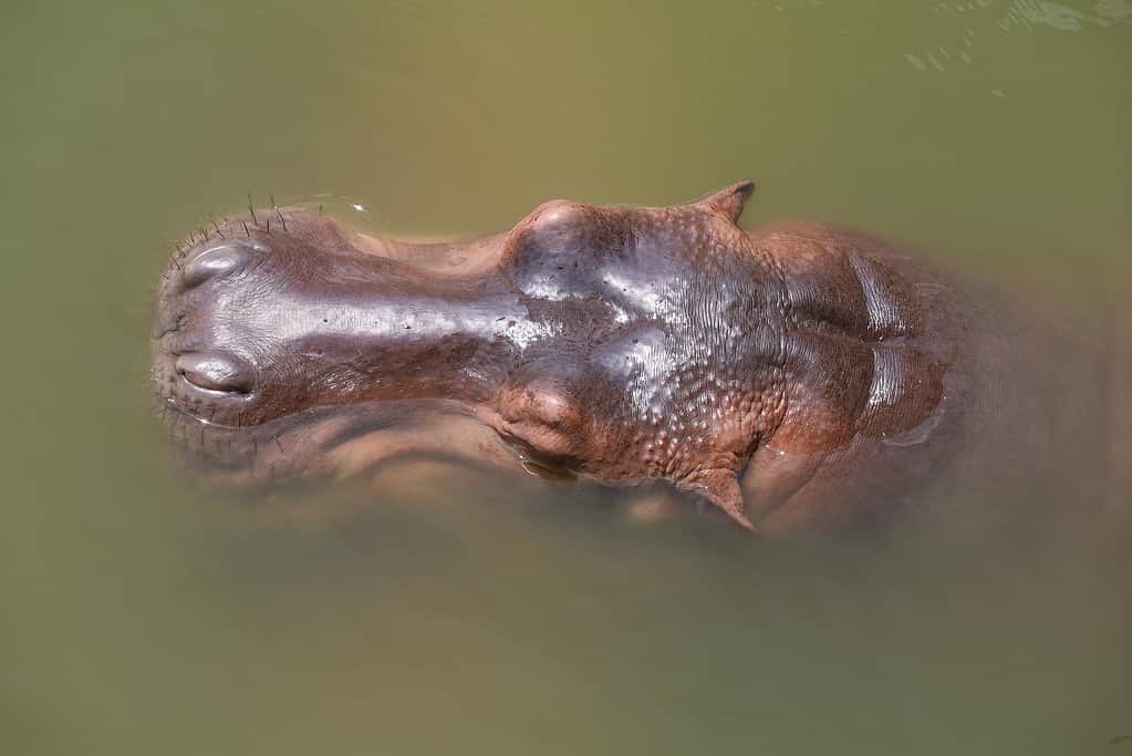 Close up head hippopotamus In the river