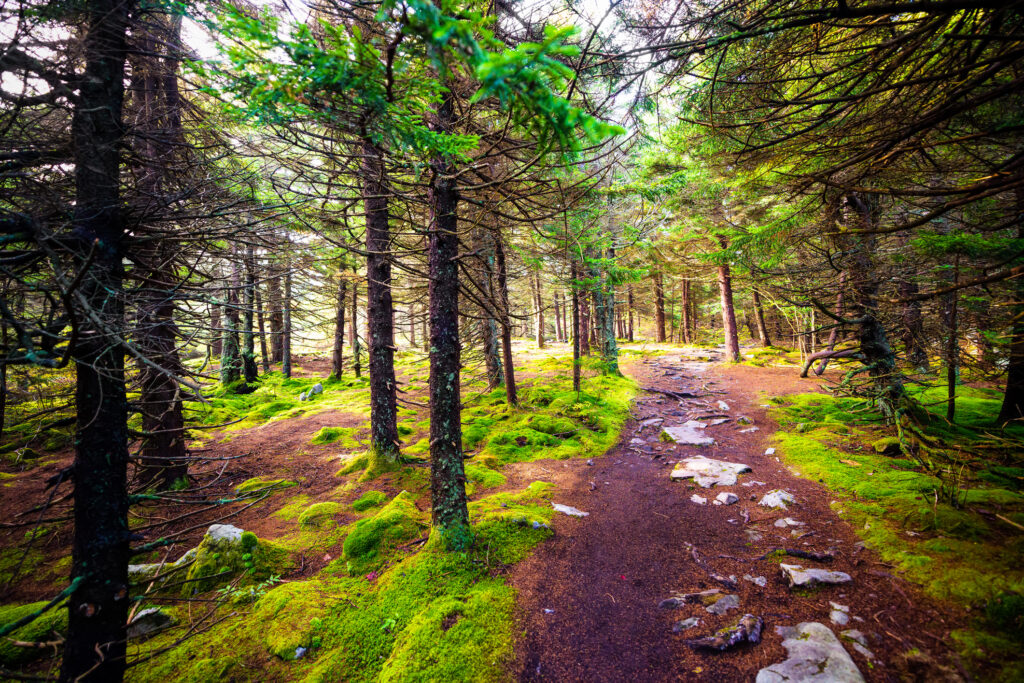 Monongahela National Forest trail