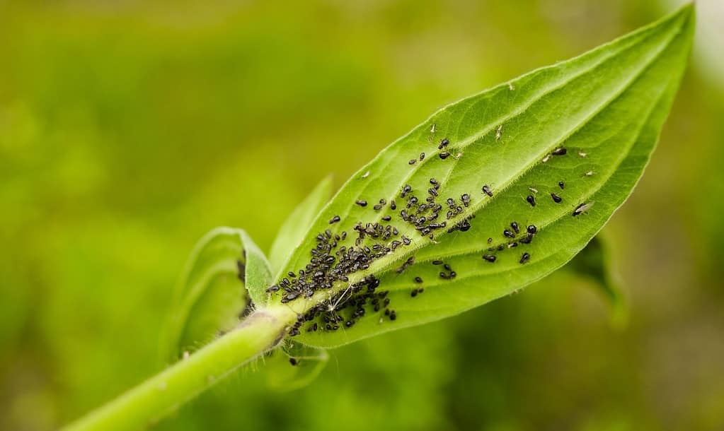 Black aphids