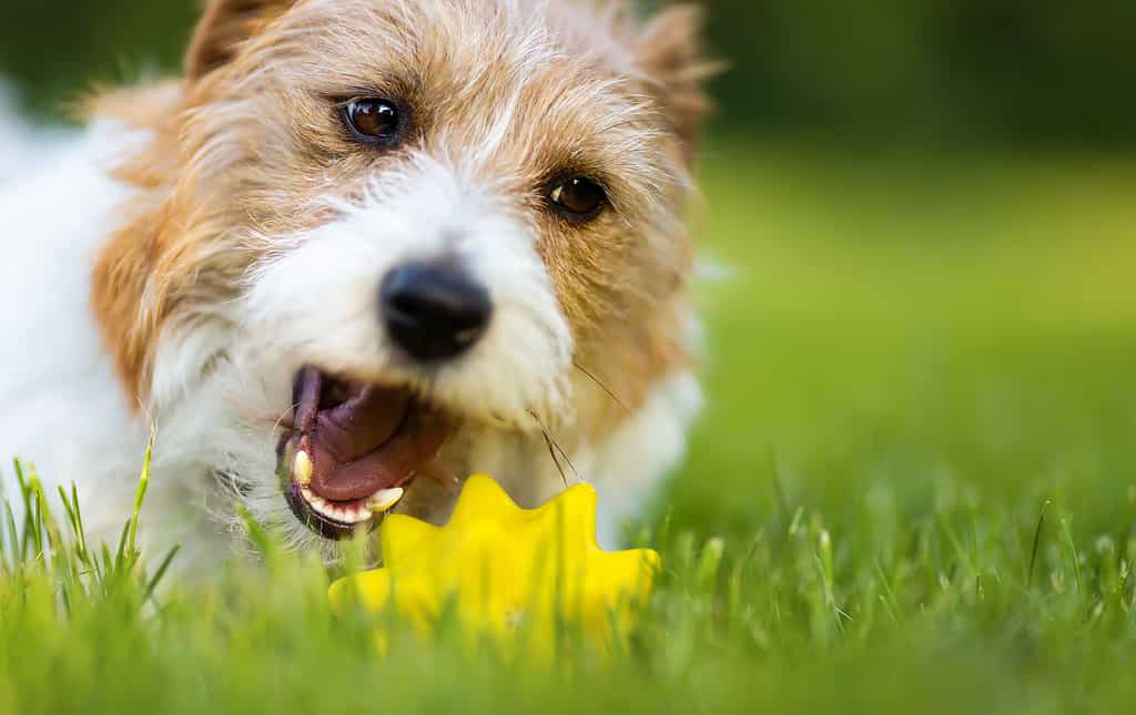 Animal, Animal Body Part, Animal Head, Backgrounds, Biting