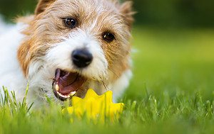 Animal, Animal Body Part, Animal Head, Backgrounds, Biting